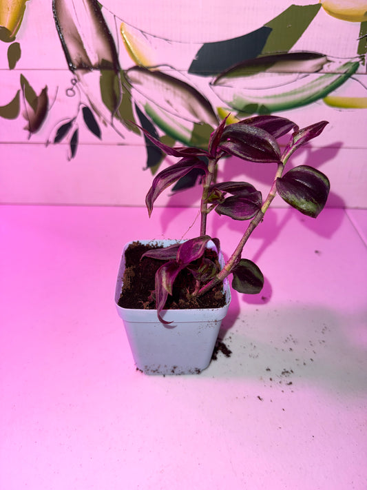 Inch Plant, Purple
