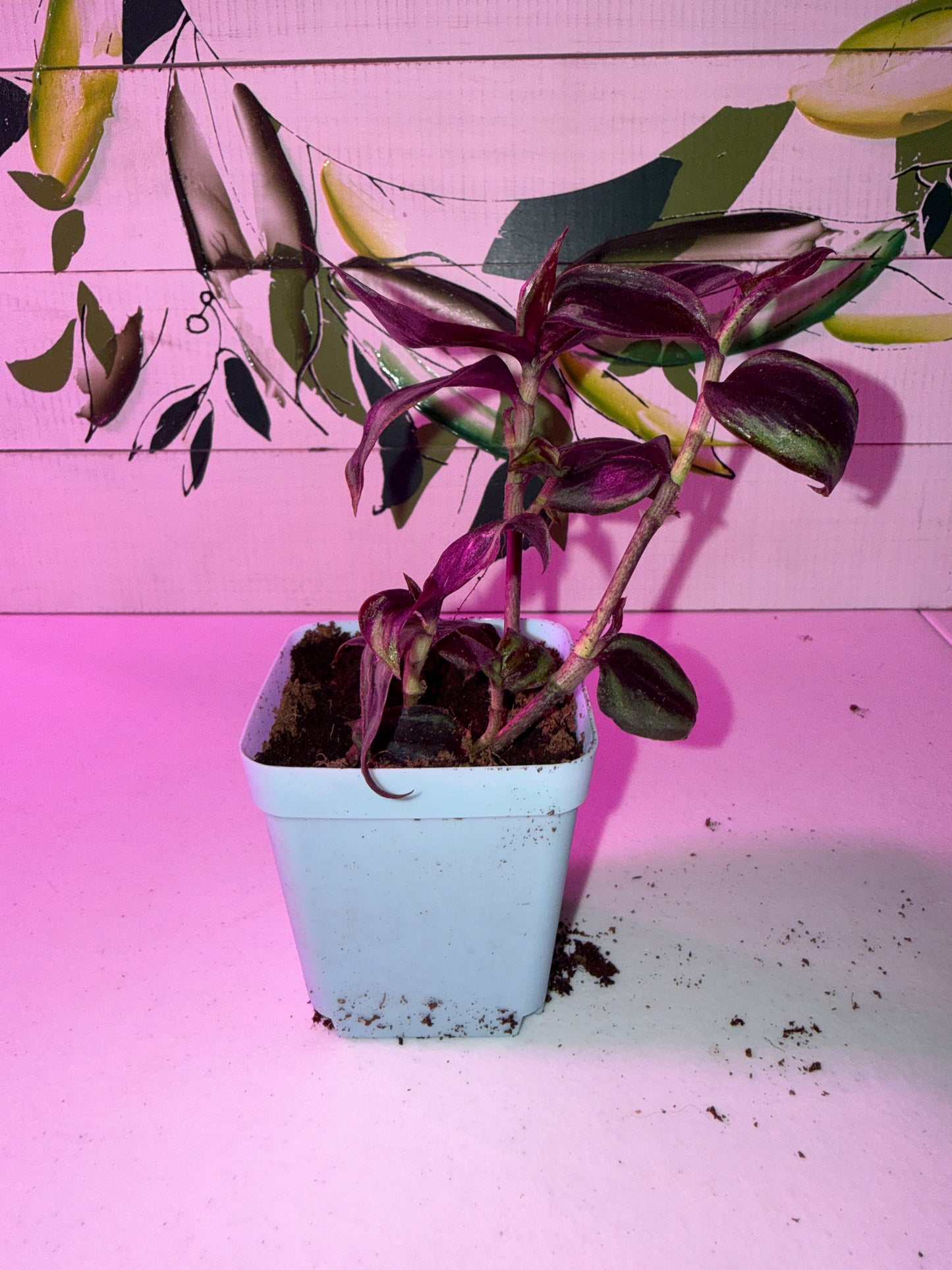 Inch Plant, Purple