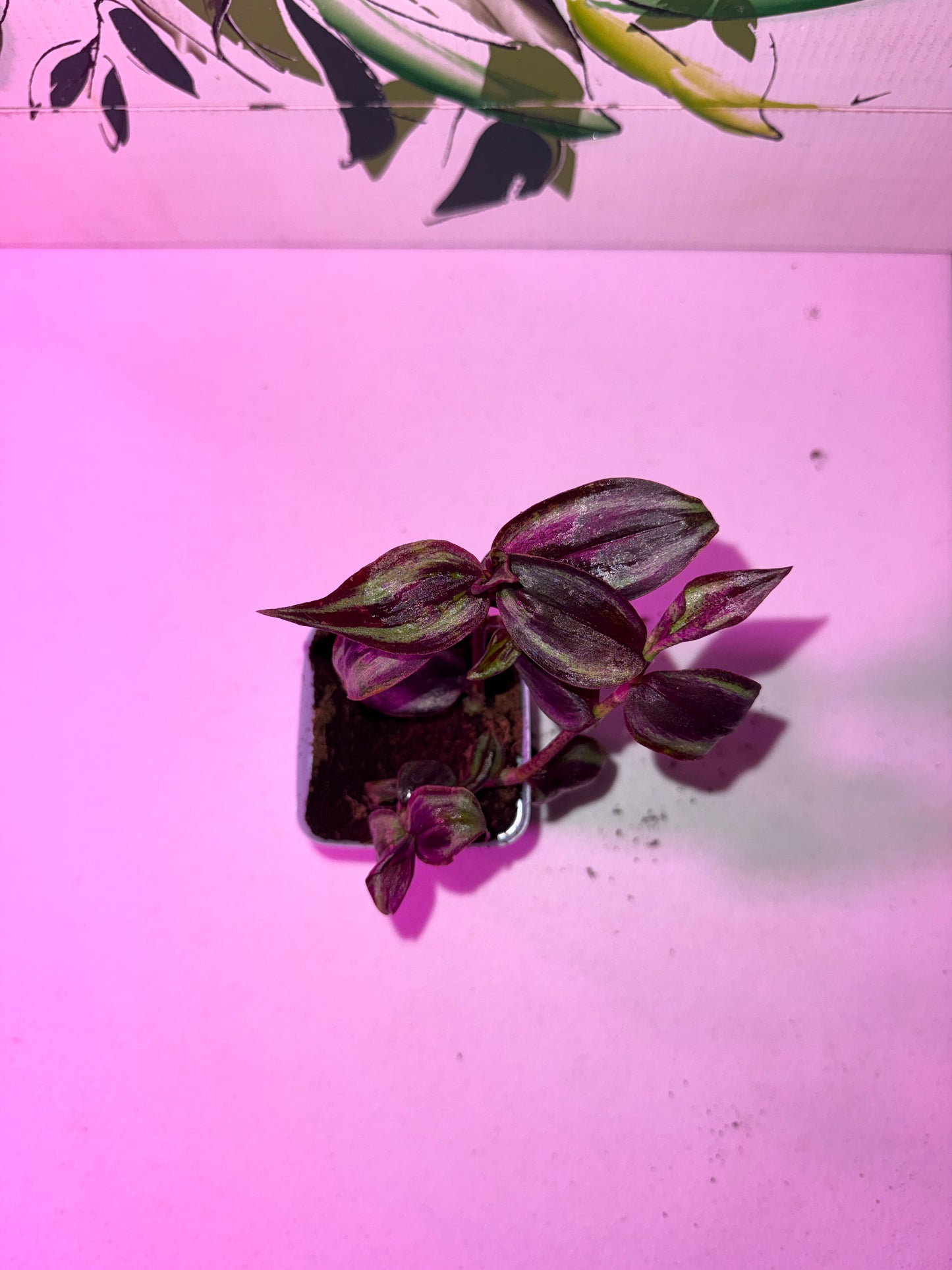 Inch Plant, Purple